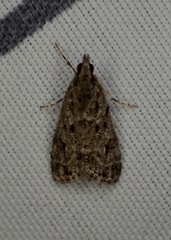 Eudonia heterosalis