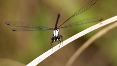 Austroargiolestes chrysoides