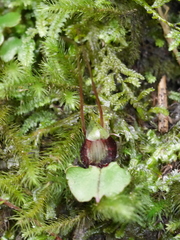 Corybas sanctigeorgianus