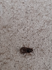 Chilothorax paykulli