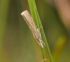 Culladia cuneiferellus