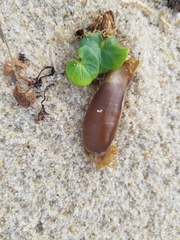 Scyliorhinus canicula