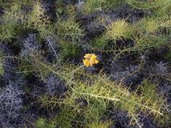 Senna acanthoclada
