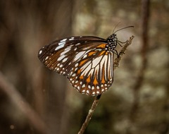 Danaus affinis