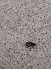 Chilothorax paykulli