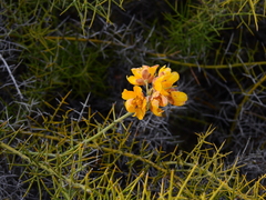 Senna acanthoclada
