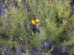 Senna acanthoclada