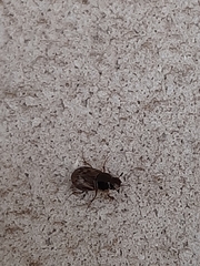 Chilothorax paykulli