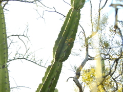 Cereus forbesii