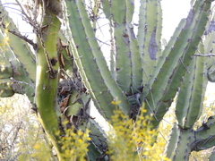 Cereus forbesii