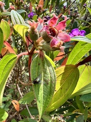 Melastoma malabathricum