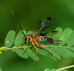 Echthromorpha agrestoria