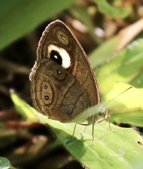 Mycalesis junonia