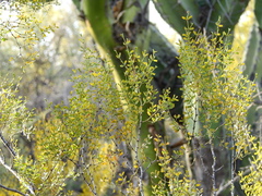 Larrea cuneifolia