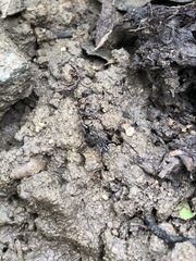 Odontomachus haematodus