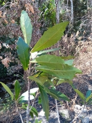 Sloanea rhodantha