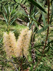 Melaleuca paludicola