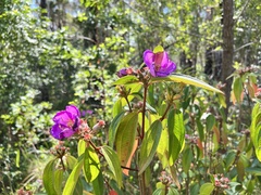 Melastoma malabathricum