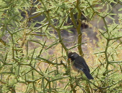 Saltatricula multicolor