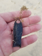 Scyliorhinus canicula