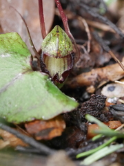 Corybas sanctigeorgianus