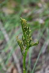 Sceptridium robustum