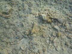 Parapercis hexophtalma