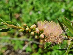 Melaleuca paludicola
