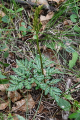 Sceptridium robustum