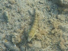 Parapercis hexophtalma