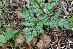 Sceptridium robustum