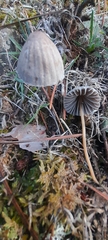 Mycena aetites