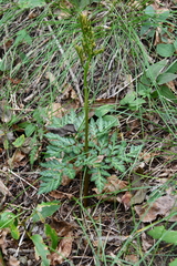 Sceptridium robustum