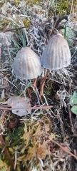 Mycena aetites