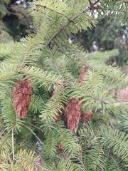 Pseudotsuga menziesii