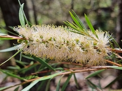 Melaleuca paludicola