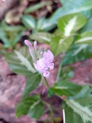 Hypoestes