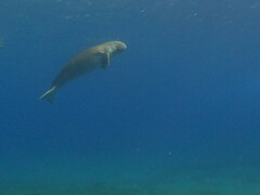 Dugong dugon