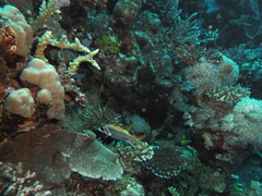 Neoniphon sammara