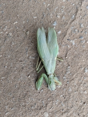 Hierodula tenuidentata