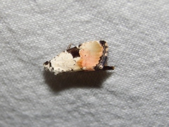 Hiccoda roseitincta