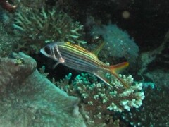 Neoniphon sammara