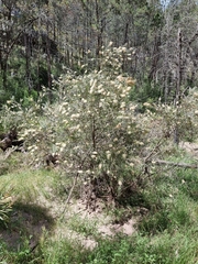 Melaleuca paludicola