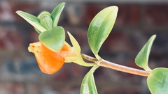 Nematanthus