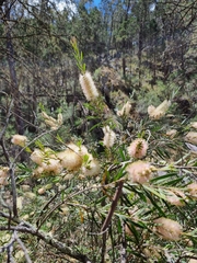 Melaleuca paludicola