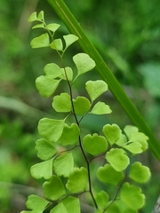 Adiantum aethiopicum