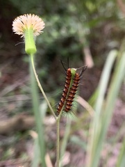 Nyctemera lacticinia