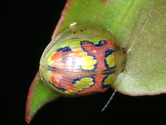Paropsisterna nobilitata