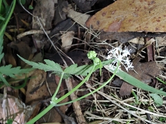 Hydrocotyle geraniifolia