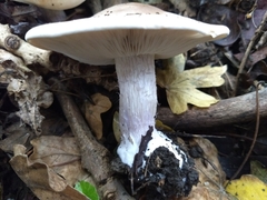 Lepista personata